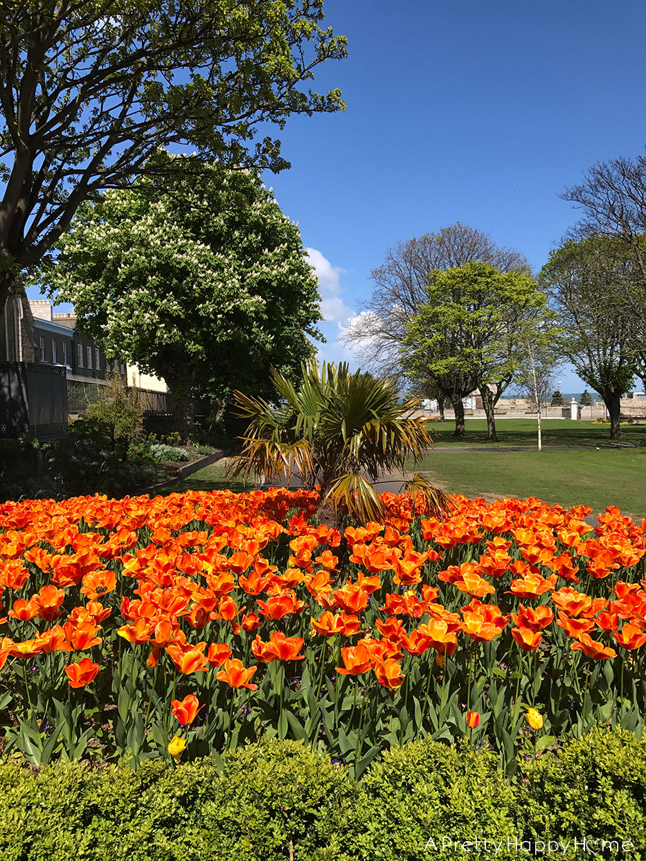 orange tulips in ireland