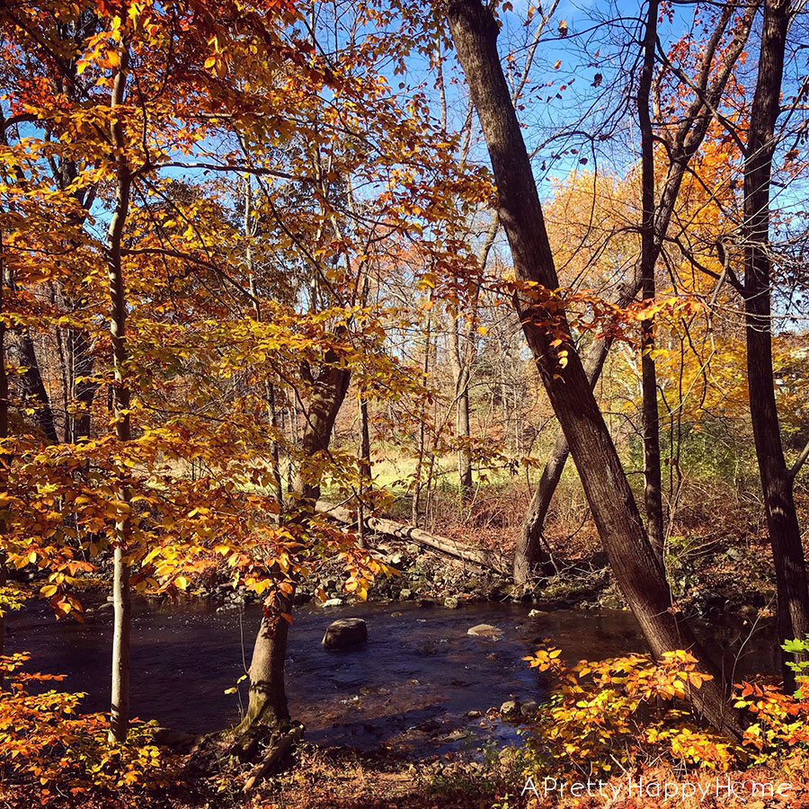 fall leaves in new jersey happy thanksgiving