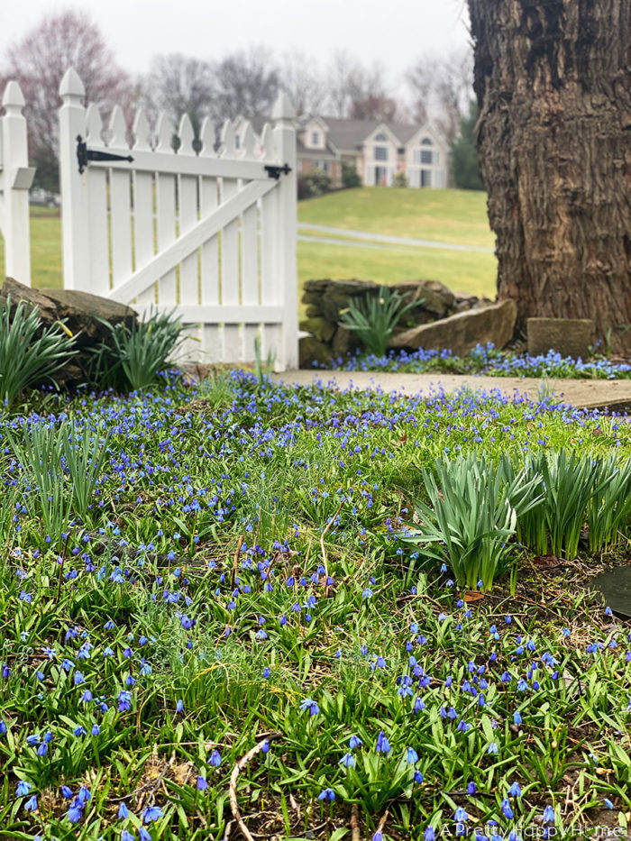 spring blue flowers on the happy list