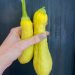 yellow summer squash