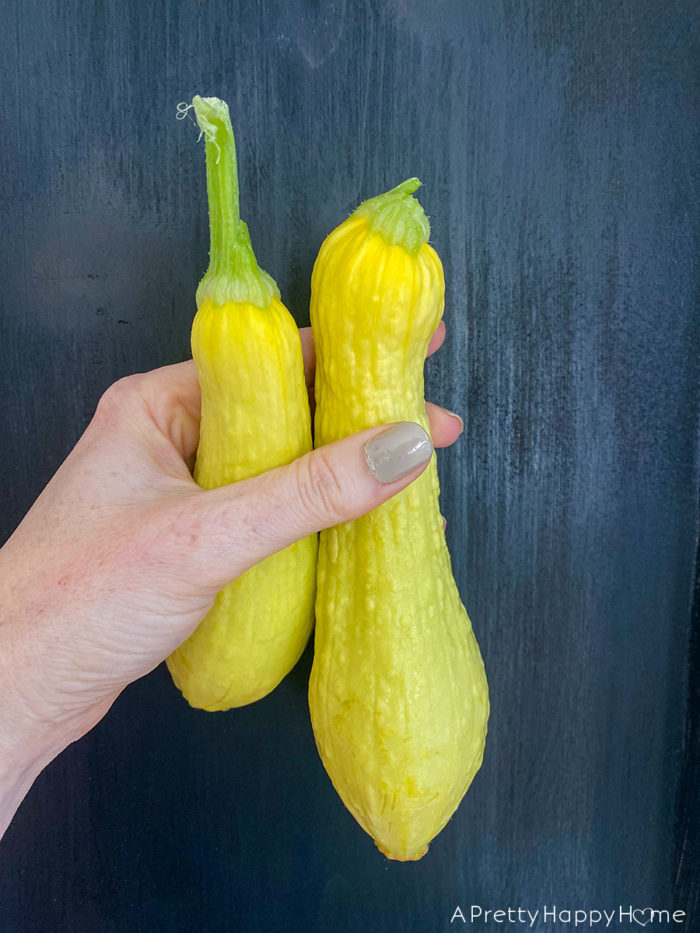 yellow summer squash