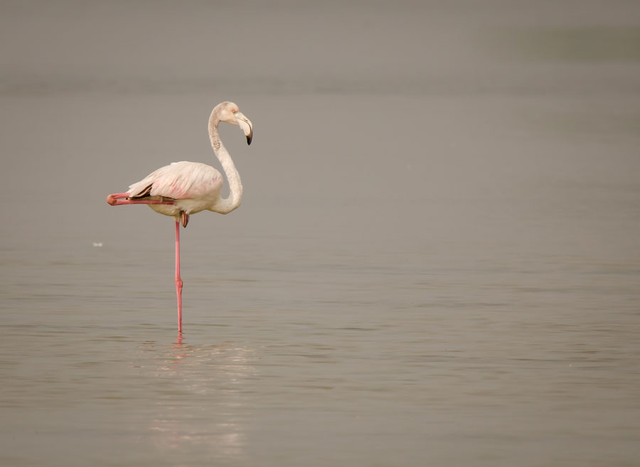 flamingo one leg stand by deepak sundar