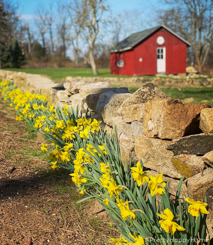red barn with daffodils and rock wall