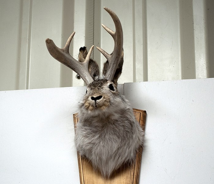 jackalope hoax via wikimedia