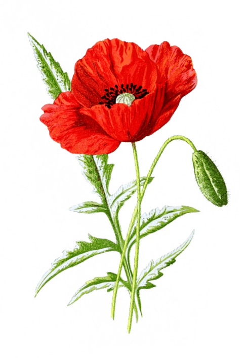 red poppy illustration symbol of remembrance