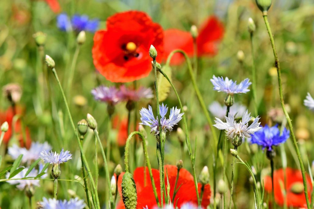 poppy how a weed became a symbol of remembrance