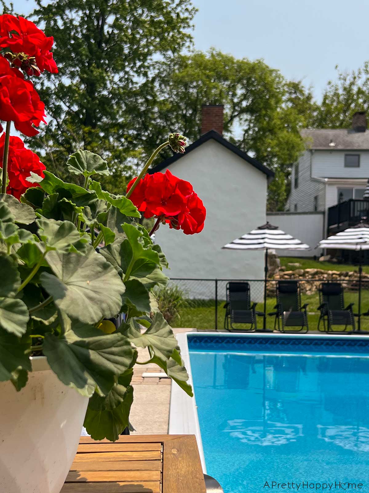 red geraniums in a white pot in the foreground with a pool in the background, black loungers, black and white umbrellas and a white house in the background
