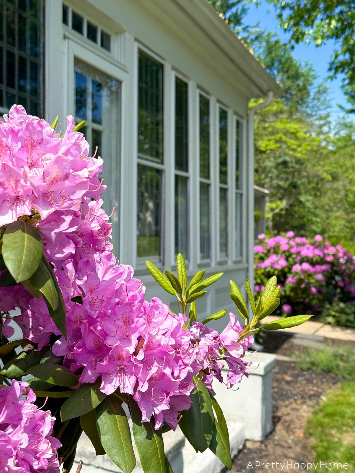 colonial farmhouse may 2025 exterior sunporch with rhododendrons
