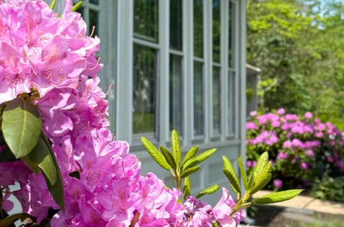colonial farmhouse may 2025 exterior sunporch with rhododendrons