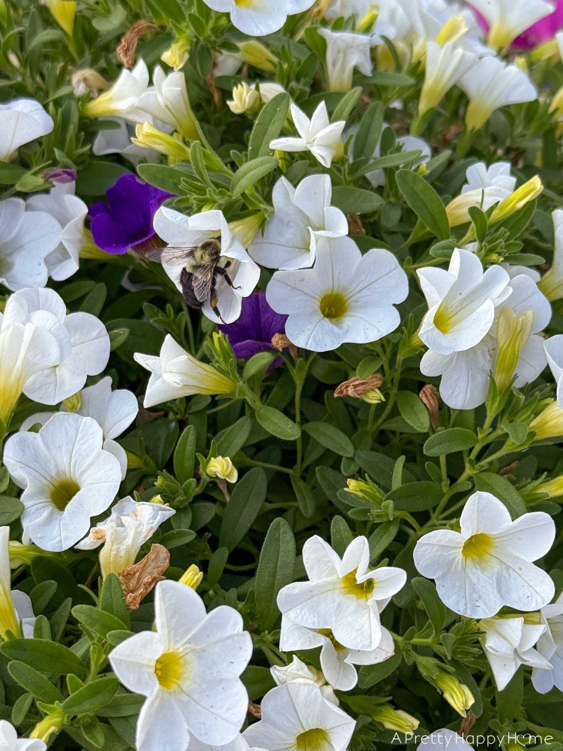 bee on flowers on the happy list