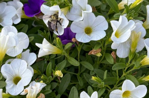 bee on flowers on the happy list