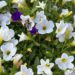 bee on flowers on the happy list