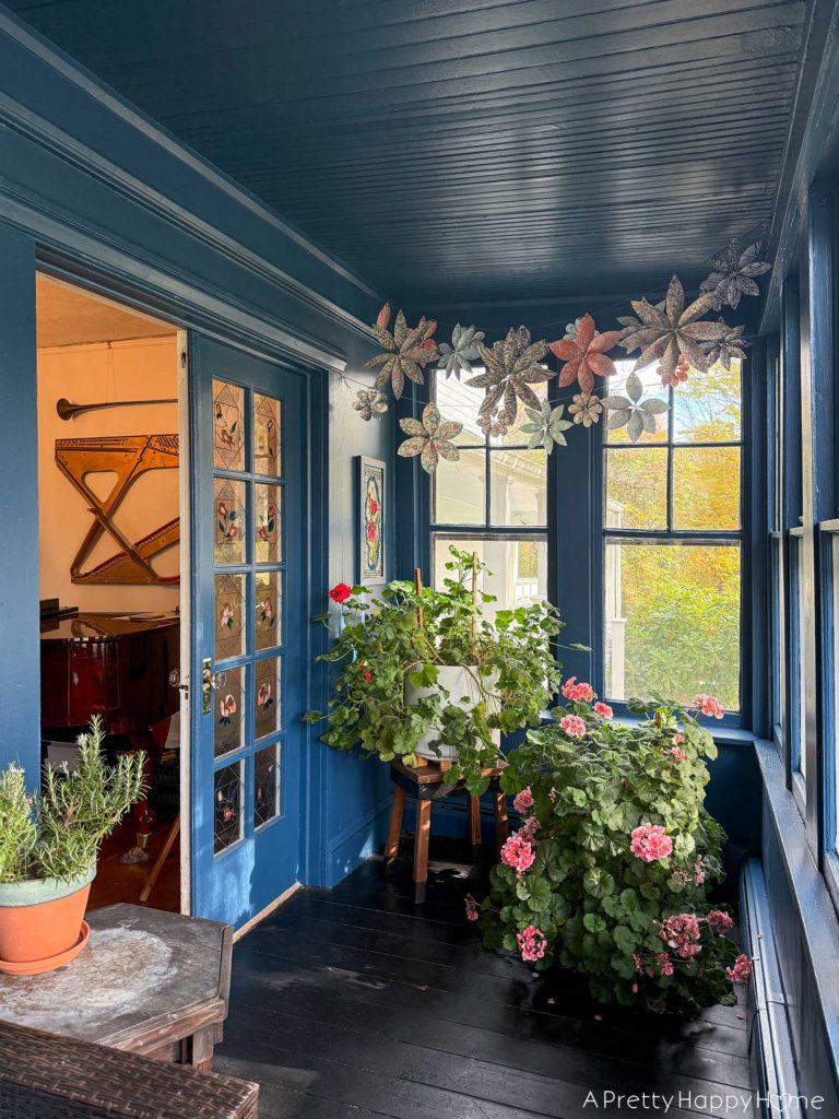 navy blue sunporch overwintering plants including geraniums ferns and petunias