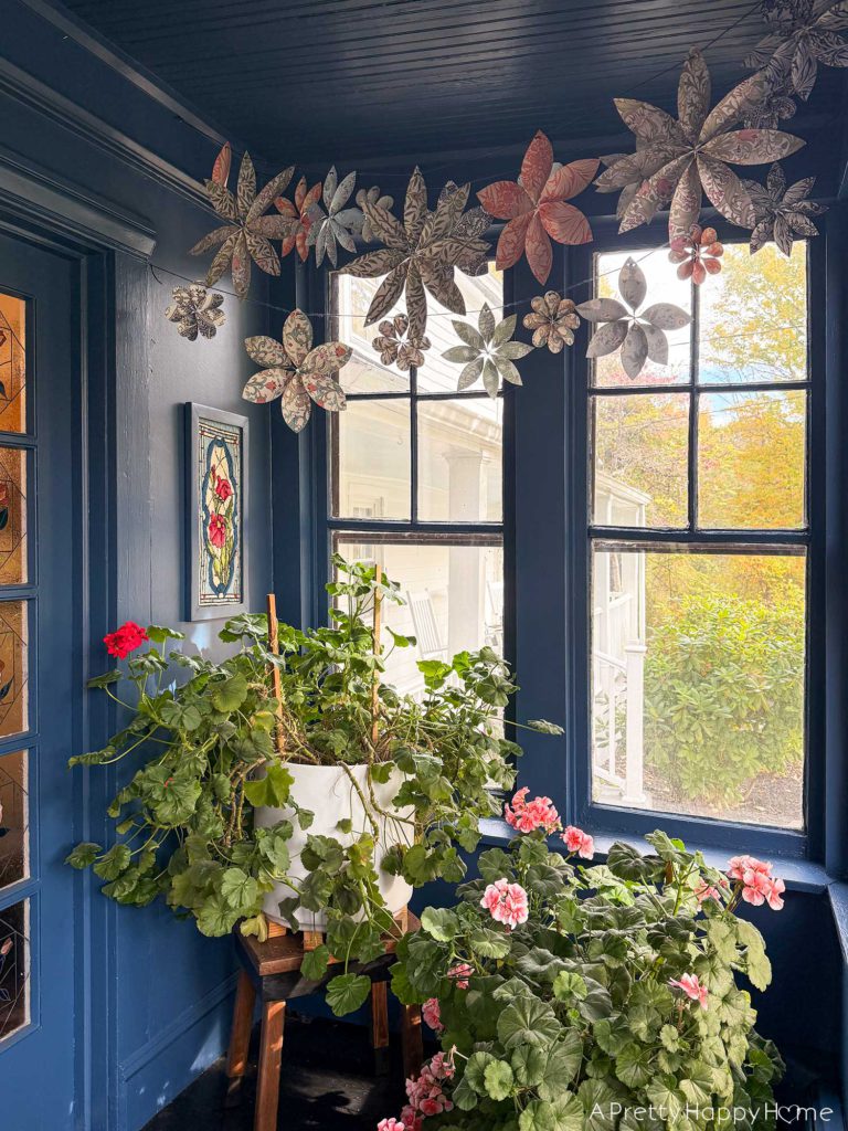 navy blue sunporch overwintering plants including geraniums ferns and petunias