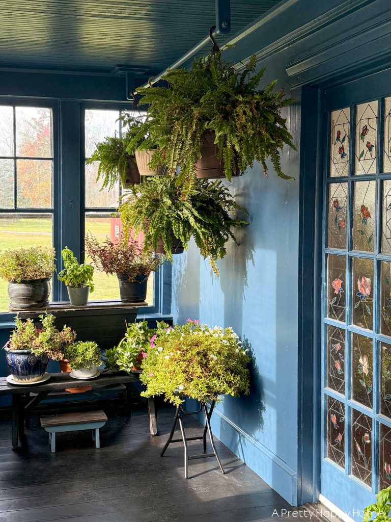 navy blue sunporch overwintering plants including geraniums ferns and petunias