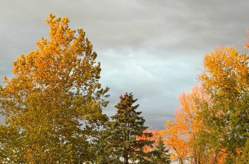 fall trees backyard october 2025