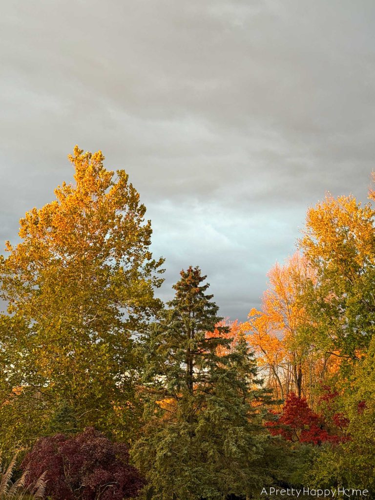 fall trees backyard october 2025