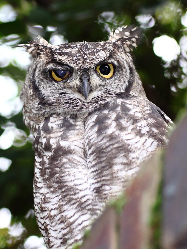 spotted eagle owl from wikipedia