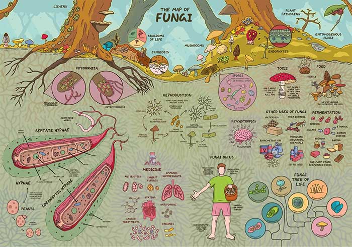 illustrated map of fungi by domain of science the map is available as a print and there is an accompanying youtube explainer video of everything on the map featured on the happy list