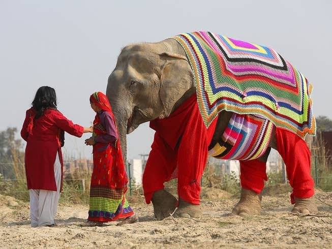 rescue elephants in india shown wearing colorful, custom knit sweaters and pants to keep them warm in the winter. Two women wearing red clothing stand in front of the elephant. Via My Modern Met on the happy list