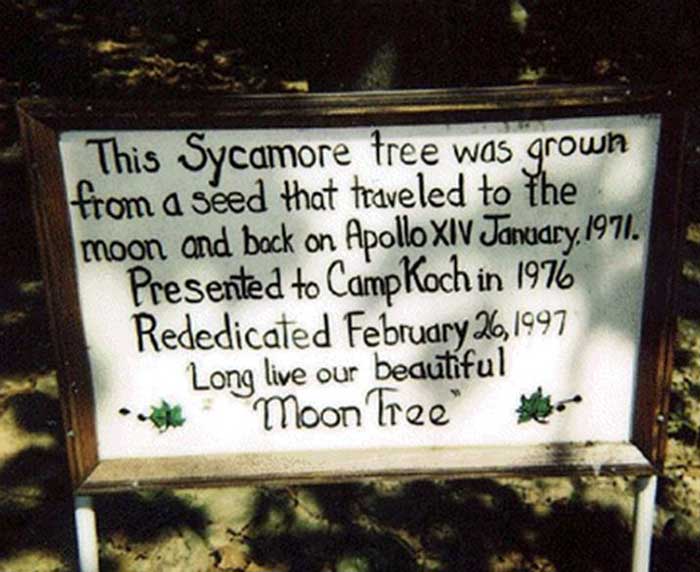 sign that reads this sycamore tree was grown from a seed that traveled to the moon and back on apollo xiv january 1971. presented to camp rock in 1976. rededicated february 26, 1997. long live our beautiful moon tree. via nasa