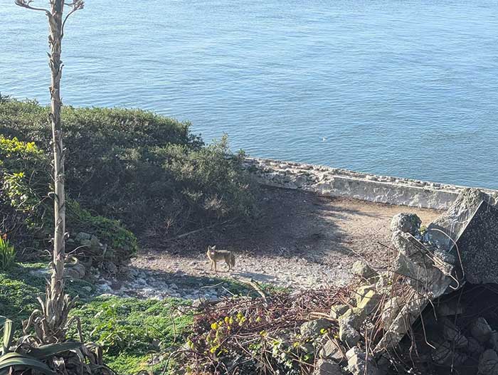 coyote standing on alcatraz island. The bay is the background. There are trees and brush with a rock wall, and the coyote is standing in the center of a clearing. taken by aidan moore and reported by the San Francisco standard.