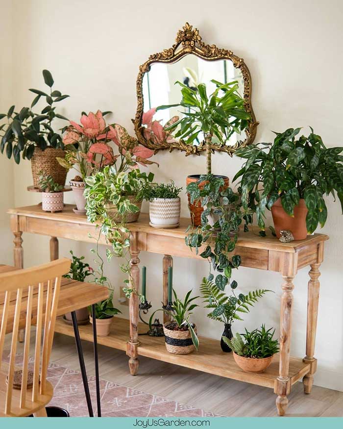 image from joy us garden of a wood console table filled with plants and sitting on a wall below an ornate gold mirror. Part of a blog post about unique plant display ideas.
