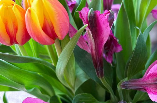 close up photo of yellow and orange tulips surrounded by purple alstroemerias