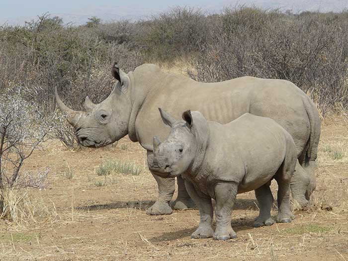 mother and calf southern white rhino photgraphed in namibia via wikipedia