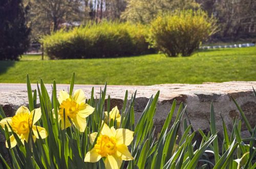 three yellow daffodils in bloom in front of a low stone wall with forsythia starting to bloom in the background