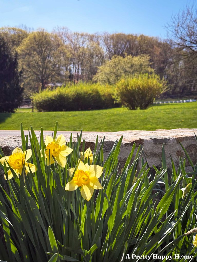 three yellow daffodils in bloom in front of a low stone wall with forsythia starting to bloom in the background