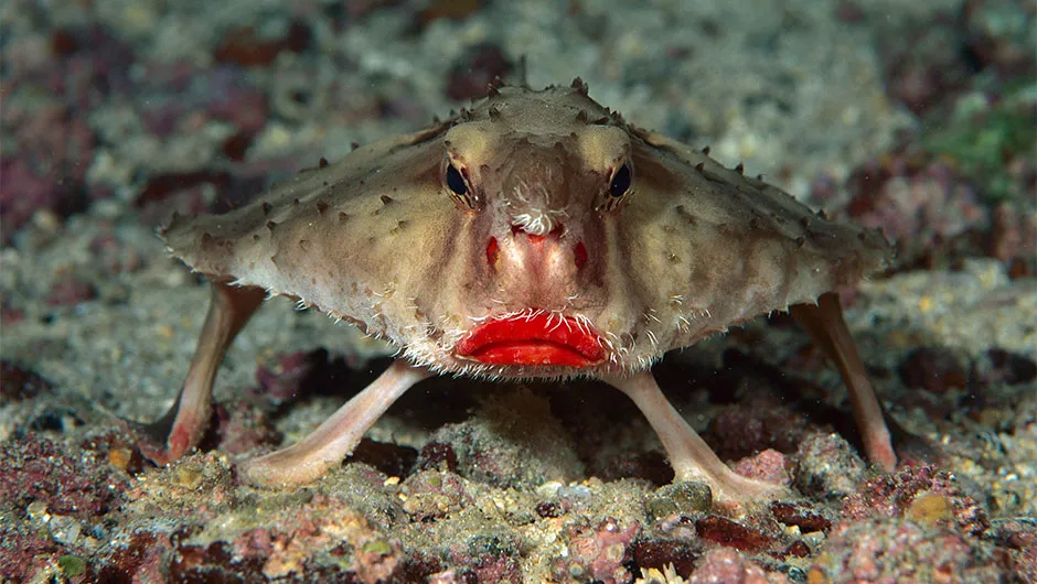 photo of a red-lipped bat fish from the galapagos islands. it has red lips.