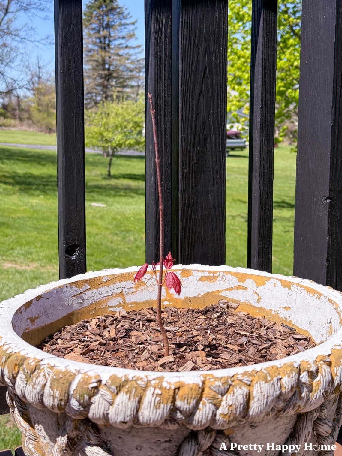 maple sapling in a pot demonstrating how anthocyanin works in the spring to protect young leaves from UV damage. The leaves are red and should turn back to green.