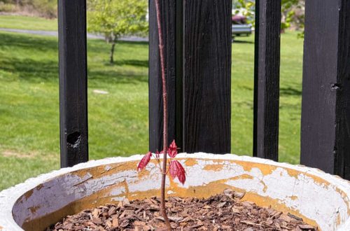maple sapling in a pot demonstrating how anthocyanin works in the spring to protect young leaves from UV damage. The leaves are red and should turn back to green.