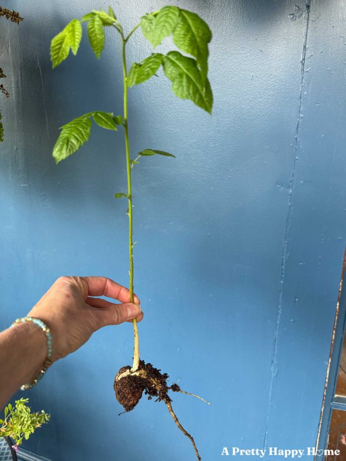black walnut seedling being held up to show the walnut on the bottom against a blue background