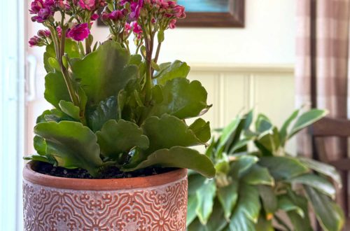 pink flowers plated in a terracotta pot with white details sit on a counter with a landscape painting, a plant, and buffalo check curtains in the background