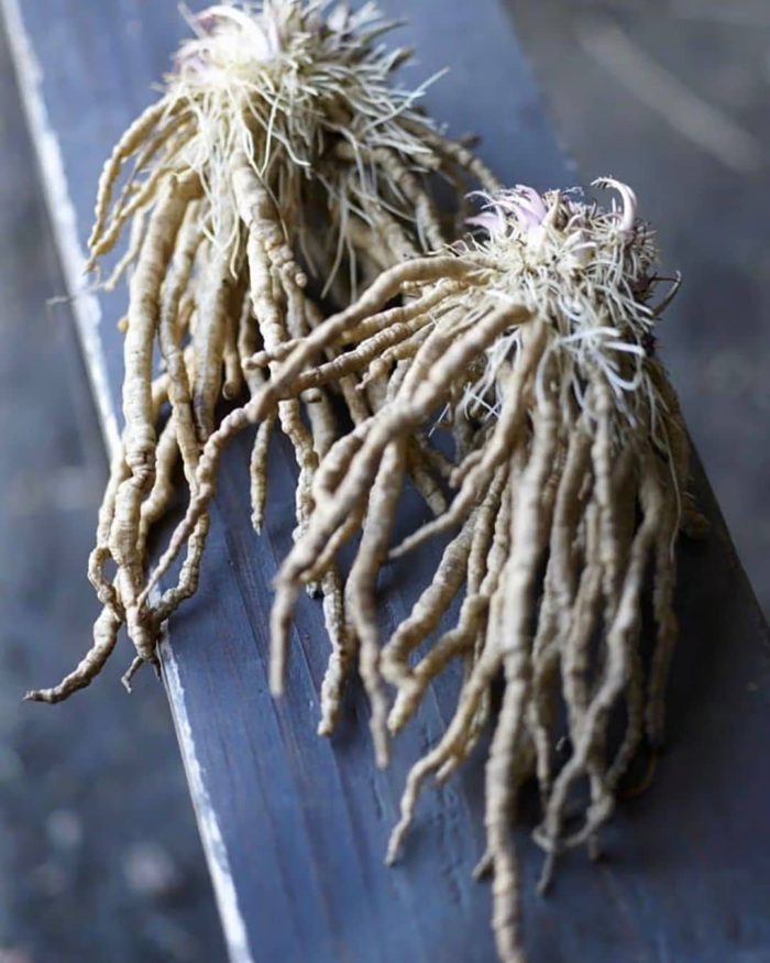 a root vegetable called skirrets commonly grown in 1776