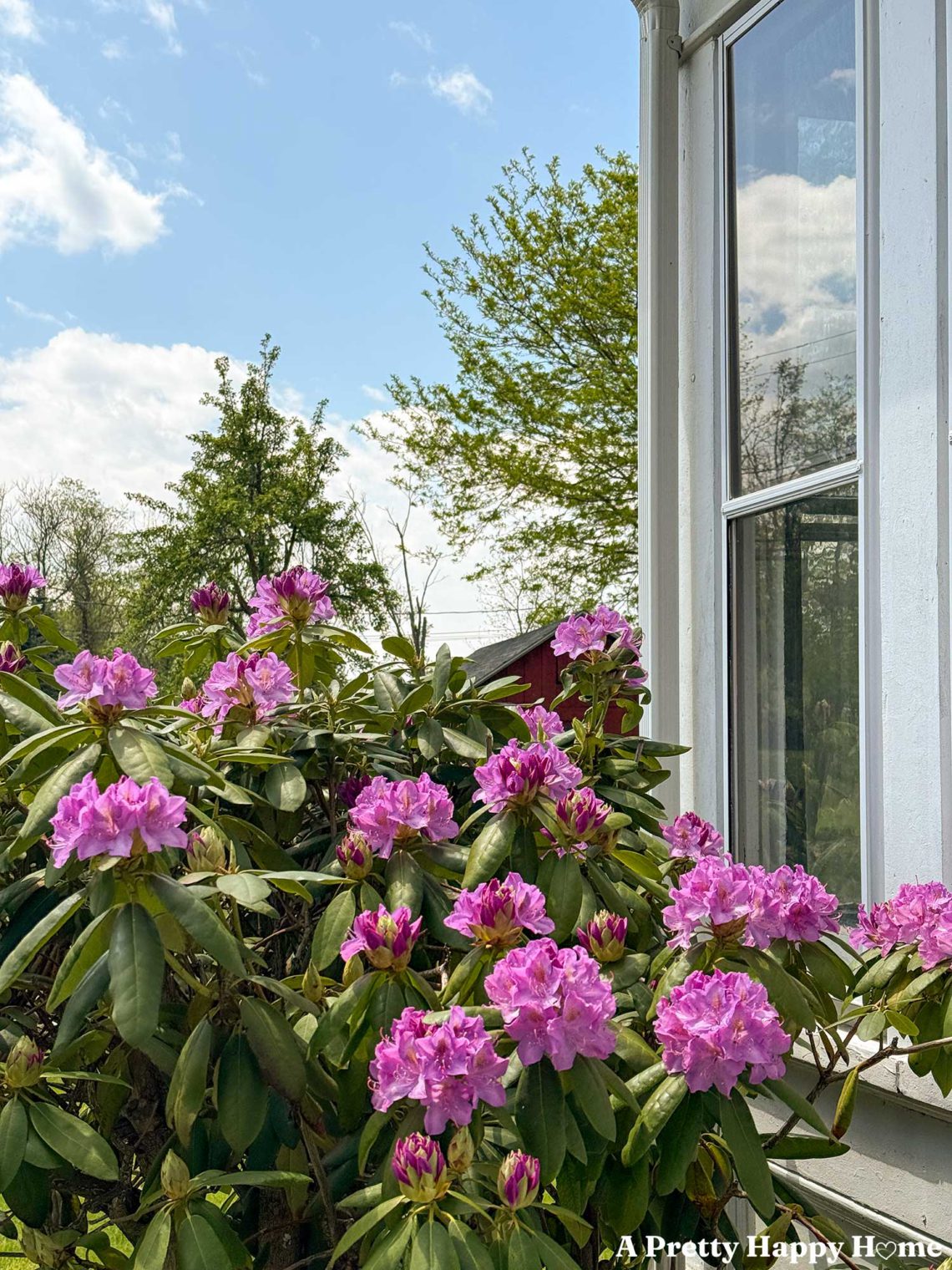 pink rhododendrons blooming next to a window of a house painted white with blue sky in the background