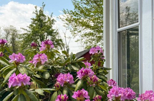 pink rhododendrons blooming next to a window of a house painted white with blue sky in the background