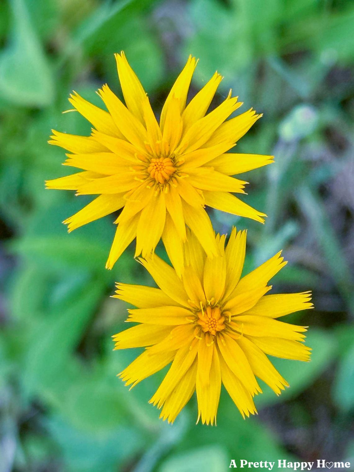 two yellow roadside wildflowers taken close up