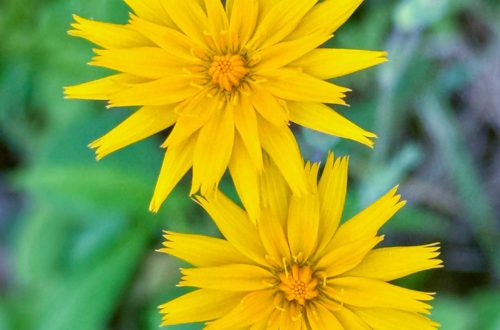 two yellow roadside wildflowers taken close up