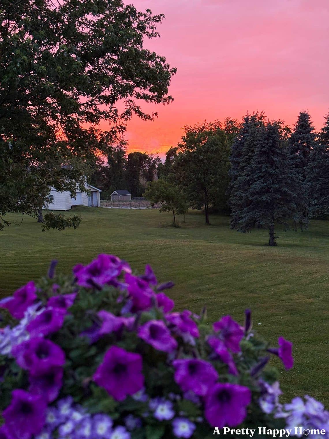 purple petunias with a pink sunset behind them