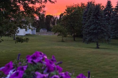 purple petunias with a pink sunset behind them