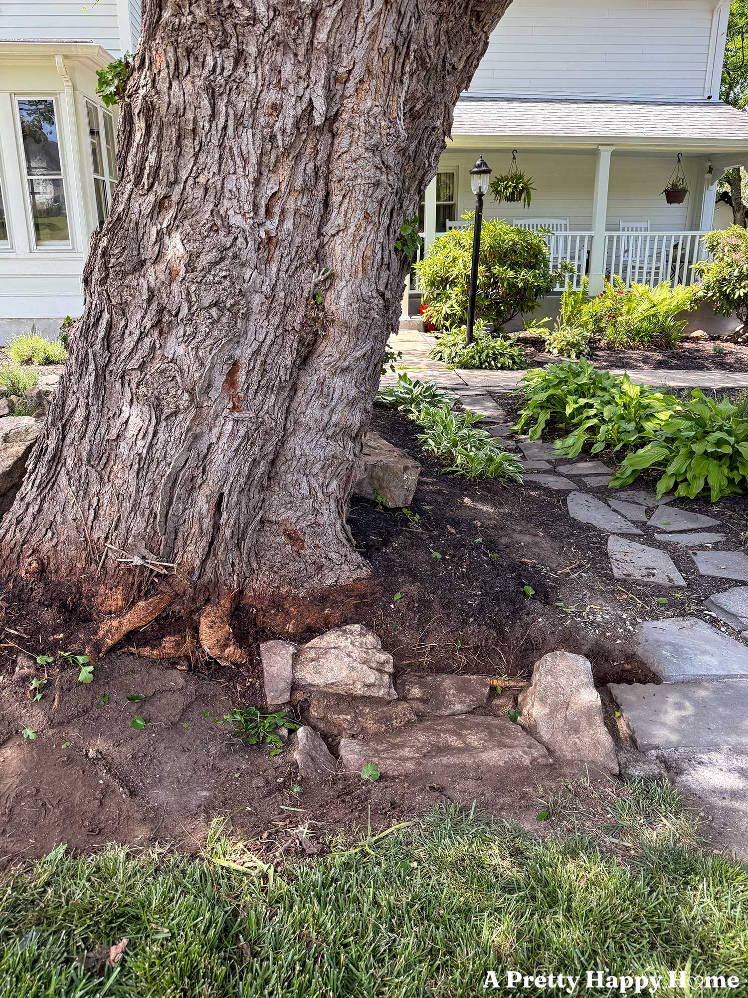 elm tree behind a low fieldstone wall that has been demoed to reveal the original wall footings that are made of stone and held together with lime mortar