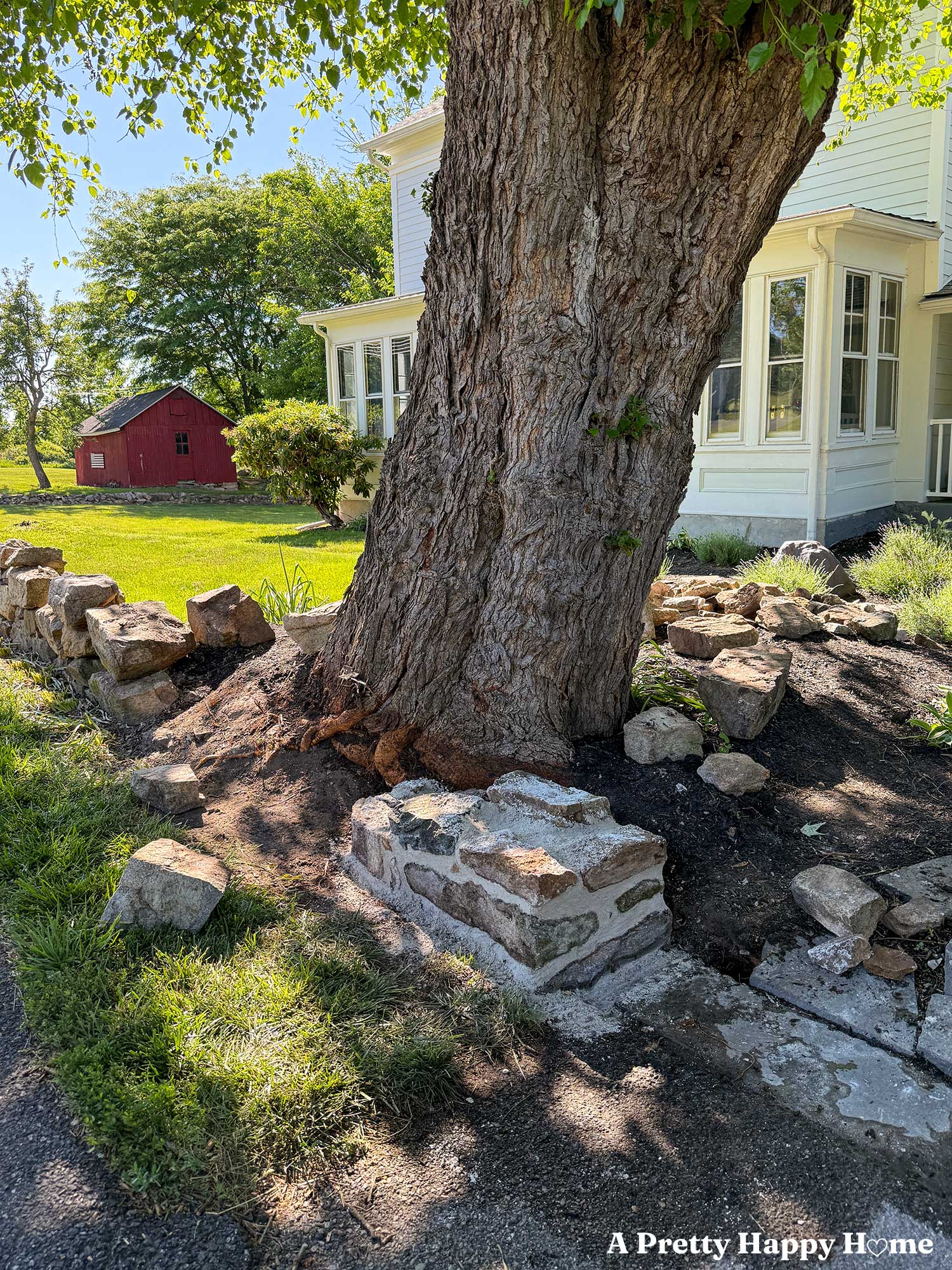 New section of low fieldstone wall being rebuilt next to a tree using lime mortar. In the background is a white house from the 1780s and a small red barn.