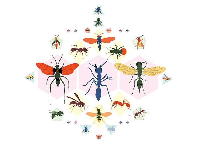 renderings of various insects on the sting pain index