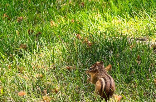 chipmunk with his back to camera in a field of grass with fallen pink mimosa tree blossoms scattered on the ground