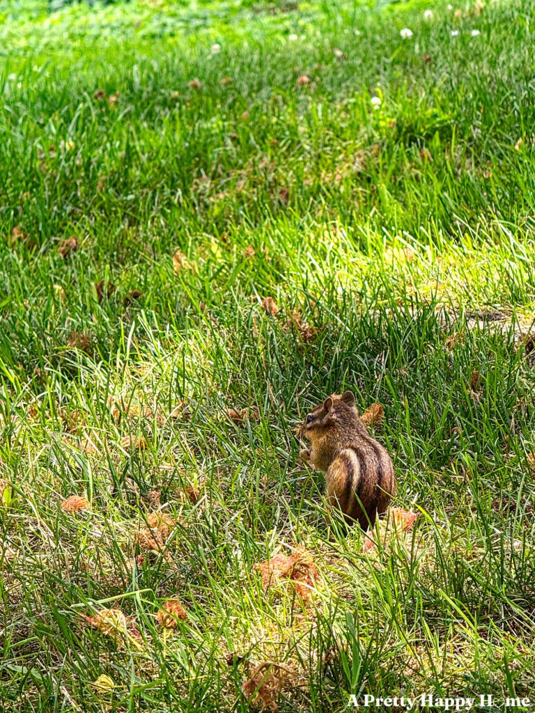 chipmunk with his back to camera in a field of grass with fallen pink mimosa tree blossoms scattered on the ground