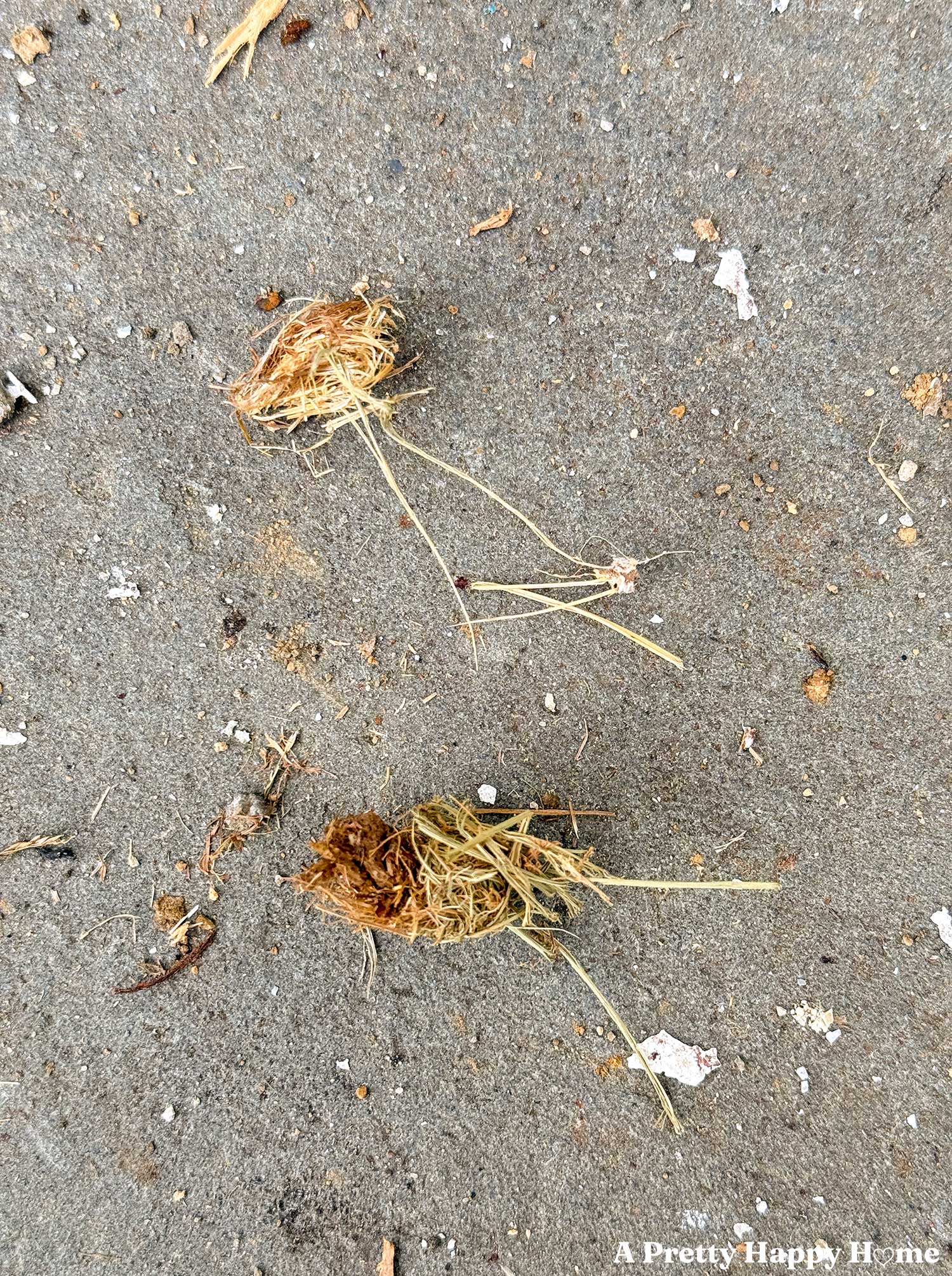 grass nests made by carpenter bees that were found inside carpenter bee burrows or holes