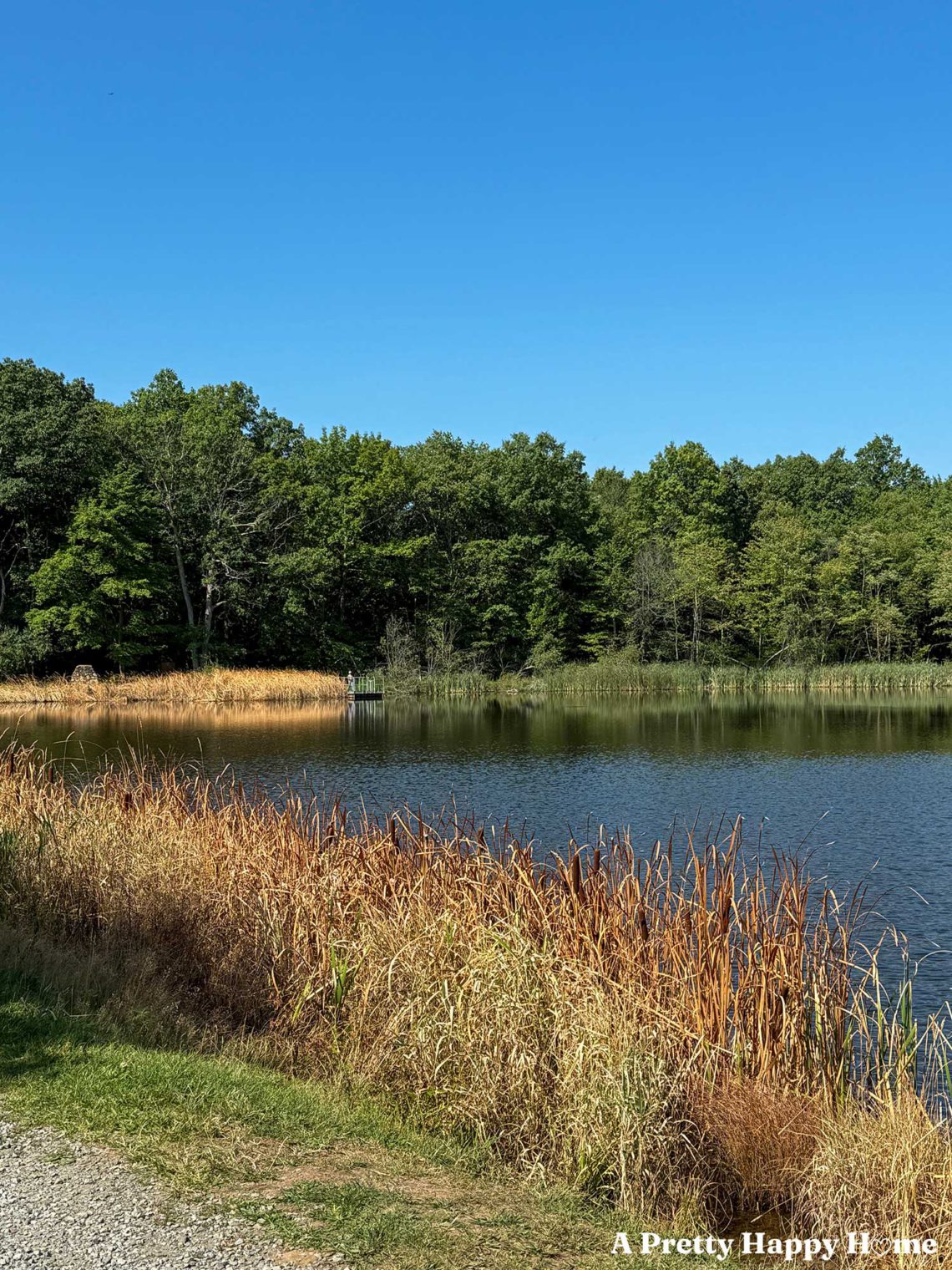 small fishing pond with dry vegetation wrapping around. Green trees and blue sky in the background.